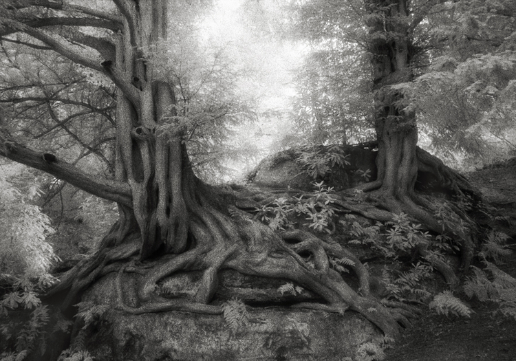 "Ancient Trees: Portrait of Time", fot. Beth Moon